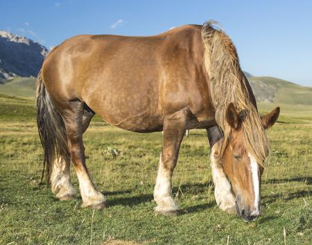 Beautiful brown horse in poses under a blue skyの写真素材