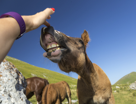 Brown foal next to His herd under a blue skyの写真素材