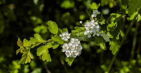 Flowers blooming hawthorn in spring in a meadow