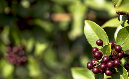 purple berries and green leaves in a meadowの写真素材