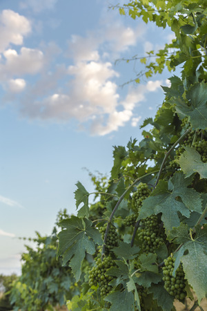 Vine in a vineyard in autumn - White wine grapes before harvestの写真素材