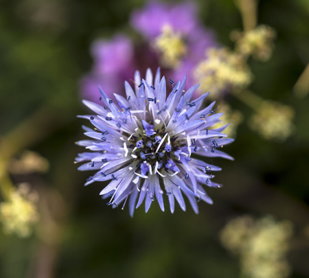 Macro photo of globularia cordifolia flower in a meadowの写真素材