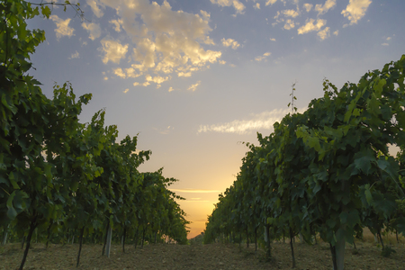 Sun is rising over vineyards in Italyの写真素材