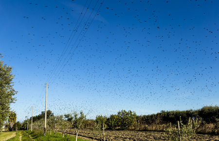 Beautiful birds in the sky of a natural reserve in Italyの写真素材