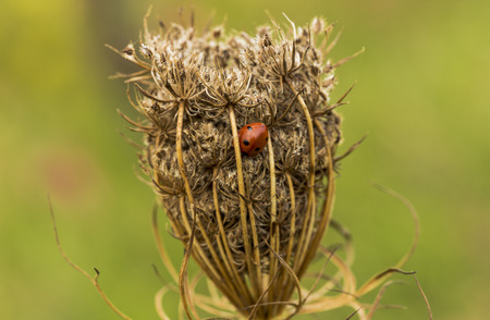 Seven spotted red ladybug (Coccinella septempunctata) in spring