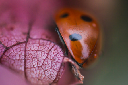 Seven spotted red ladybug (Coccinella septempunctata) in spring