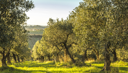 Mediterranean olive field with old olive tree in Monteprandone (Marche) Italy.の写真素材