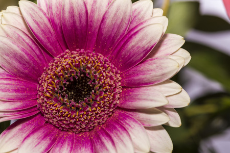 Pink gerbera flower on green nature backgroundの写真素材