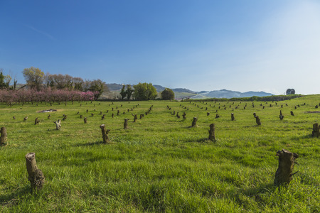 Cherry trees are cut down in the countrysideの写真素材