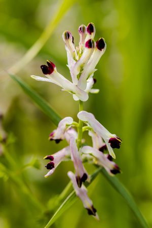 White ramping fumitory, Fumaria capreolata on green backgroundの写真素材