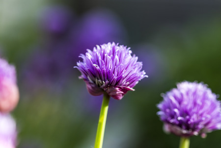 Close up of garlic flowers in a gardenの写真素材