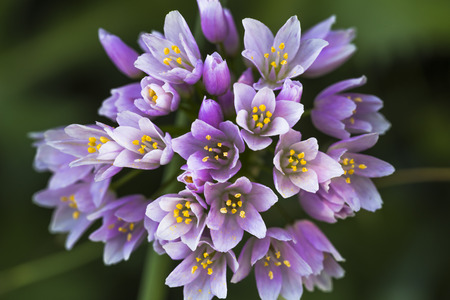 Flowers of a wild rosy garlic plantの写真素材
