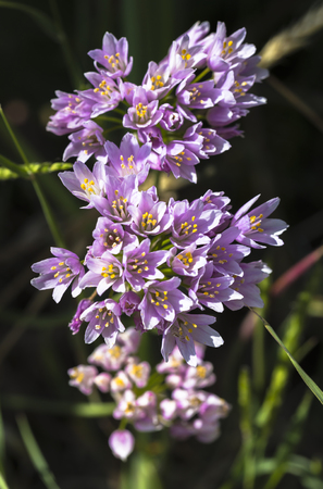 Flowers of a wild rosy garlic plantの写真素材