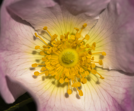 A rose dog-rose (rosehip) growing in natureの写真素材
