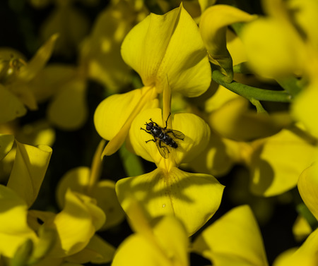 A fly on a yellow flower in the gardenの写真素材