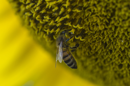 Honeybee collects pollen from sunflowerの写真素材
