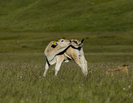 Happy cow running free in a meadowの写真素材