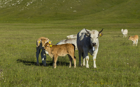 Family cows in a meadow looking at my lensesの写真素材