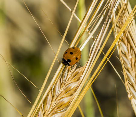 Seven spotted red ladybug (Coccinella septempunctata) in springの写真素材