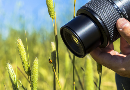 Ladybug on a grass and a photographer catching herの写真素材