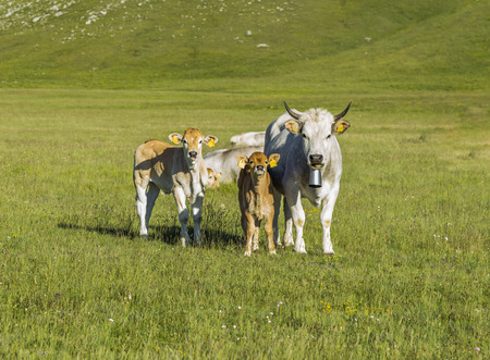 Family cows in a meadowの写真素材