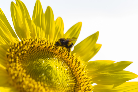 Honeybee collects pollen from sunflowerの写真素材