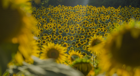 Sunflowers blooming in the farm with raylightsの写真素材