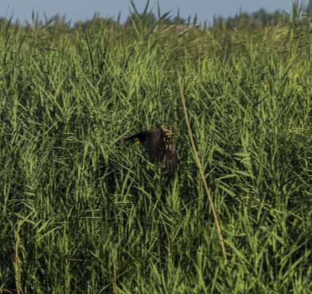 bird of prey in flight search and hunting over a pond