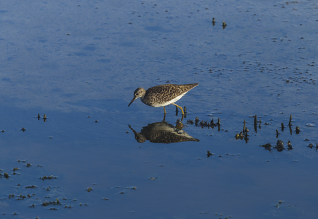 Piro piro, hypoleucos Tringa, reflecting on a pondの写真素材