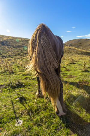 Beautiful brown horse in poses under a blue skyの写真素材