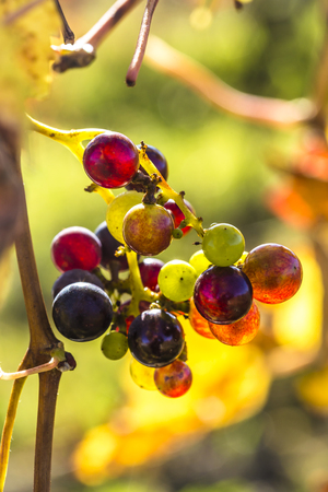 bunch of grapes waiting for the harvestの写真素材