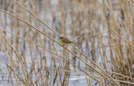 A beautiful common chiffchaff (Phylloscopus collybita) perched on canes