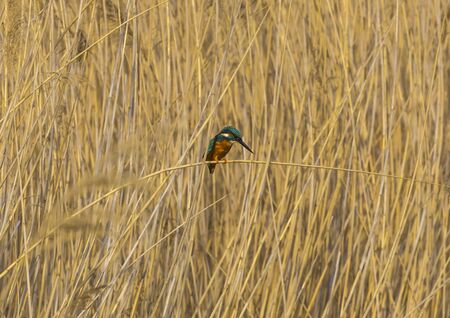 Common kingfisher sitting on a branchの写真素材