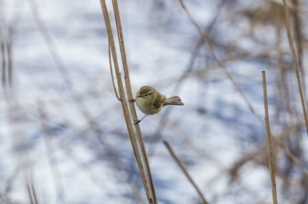 A beautiful common chiffchaff (Phylloscopus collybita) perched on canes