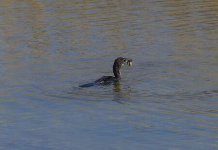 Minor Marangone with a prey in his mouth in a pond