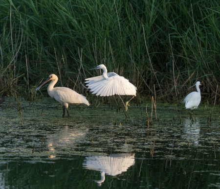Beautiful little egret and royal spoonbill in a pond