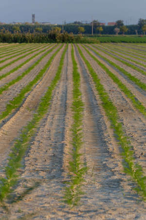 Fennels growing in the field. Marche. Italyの写真素材