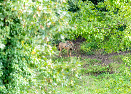 Single wolf in the National Park of Abruzzo, Lazio and Molise (Italy)