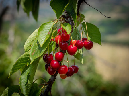 Ripe cherries hanging from a cherry branchの写真素材