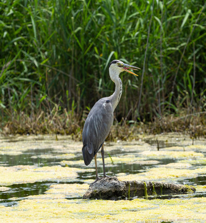 beautiful gray heron in a pondの写真素材