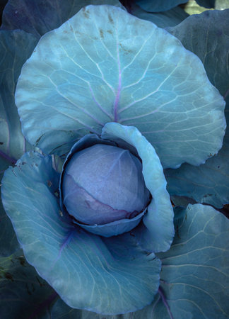Red Cabbage growing in a farm field ready for cutting vitamins A, C, K, and the minerals potassium...