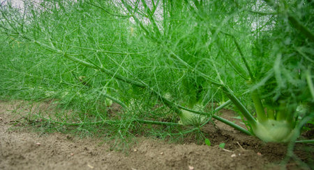 Row of fennel bulbs in natural flower bed. Annual fennel, Foeniculum vulgare azoricum.の写真素材