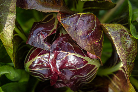 Early red chicory that grows in the cold of a countrysideの写真素材