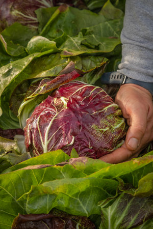 Hand holding a round red chicory that grows in the cold of a countrysideの写真素材