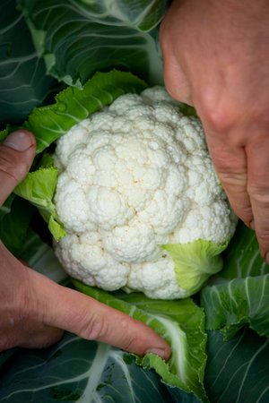 small growing cauliflower about to be harvested by the farmer's handsの写真素材