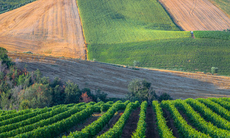 Young vineyard in Italy, Marche region - wine grapes are comingの写真素材