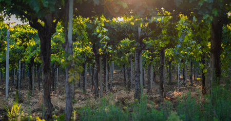 Young vineyard in Italy, Marche region - wine grapes are comingの写真素材