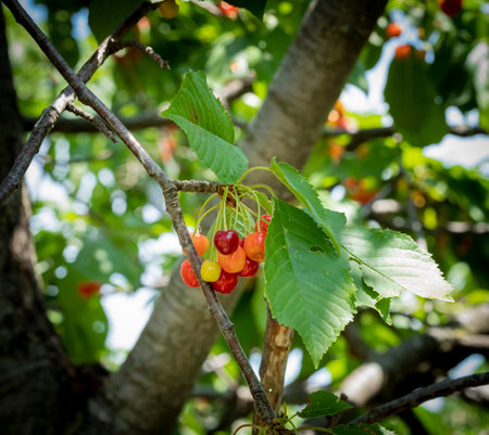 Ripe cherries hanging from a cherry branch