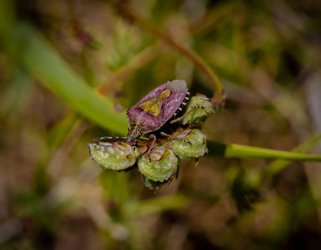 A closeup of a bug on a plant in the forest.