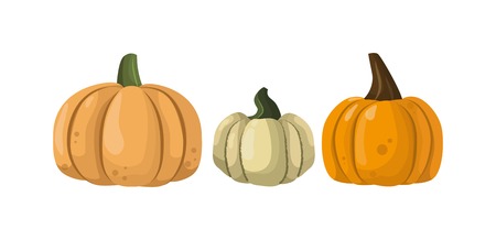 Autumn pumpkin vegetable design. Pumpkin oriental bittersweet vector illustration. Orange halloween pumpkin vegetable collection. Harvest symbol season decoration.のイラスト素材
